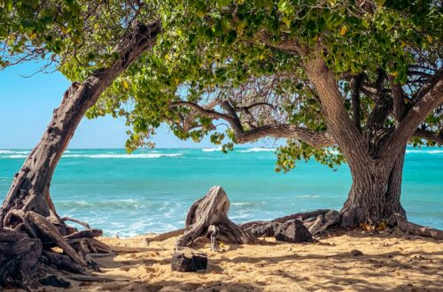 brown tree trunk on brown sand near body of water during daytime
