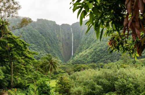 green trees near waterfalls